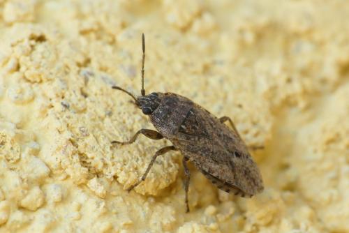 Emblethis denticollis